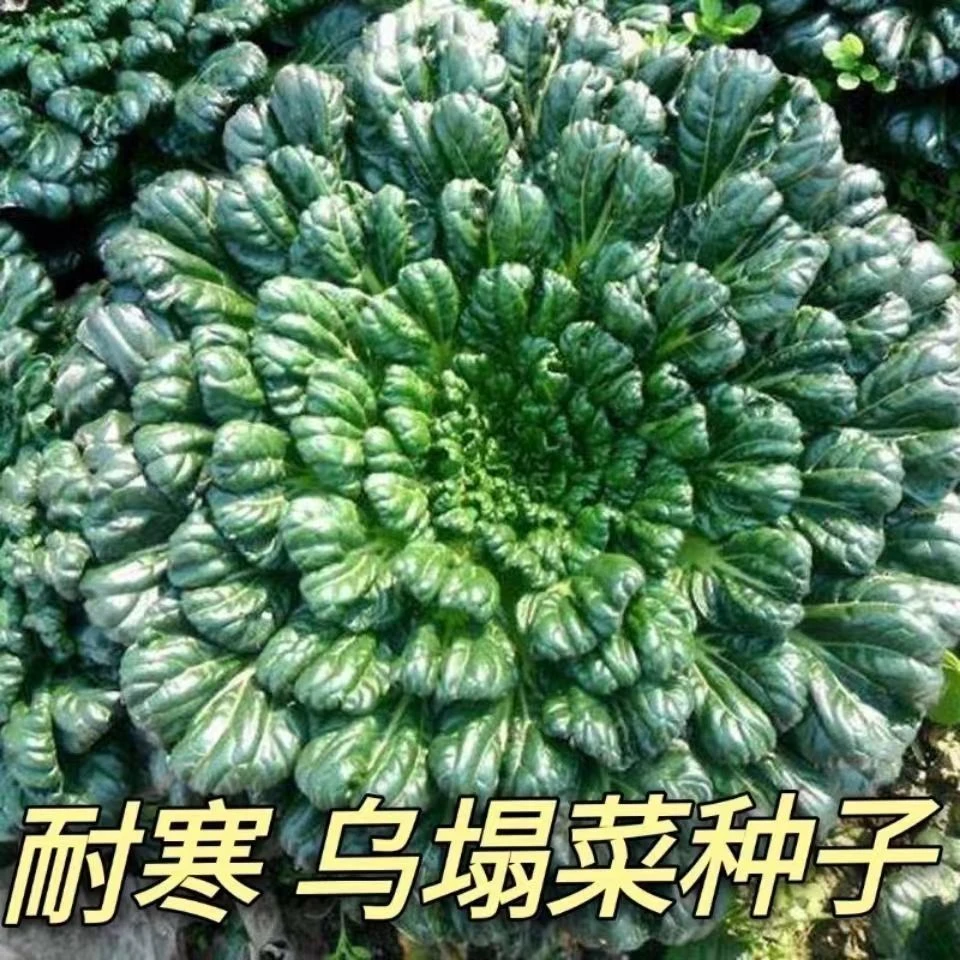秋冬耐寒乌塌菜种子新鲜保健蔬菜种高产易种