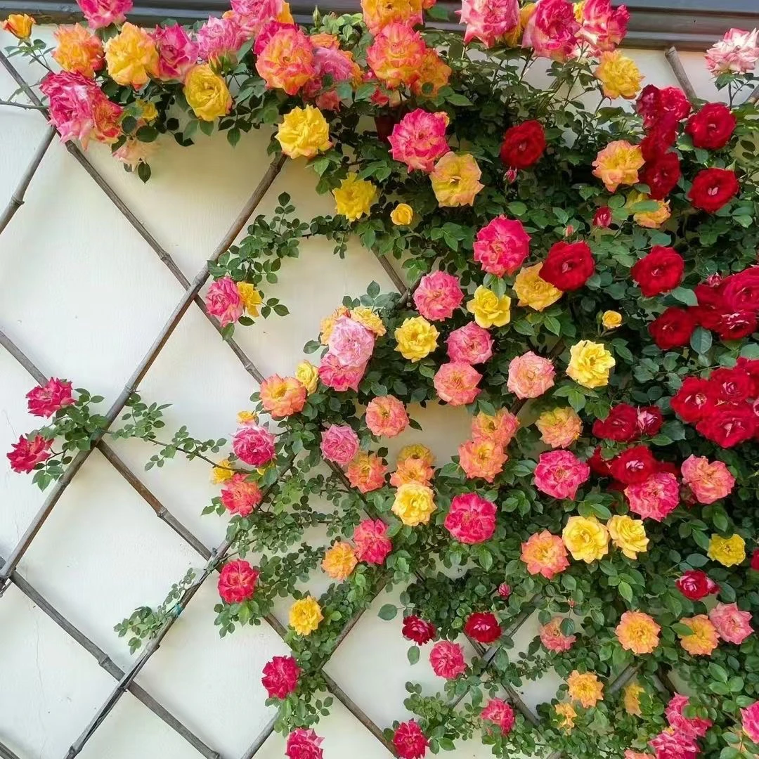 藤彩虹藤本月季花苗带花苞多分枝大苗庭院阳台