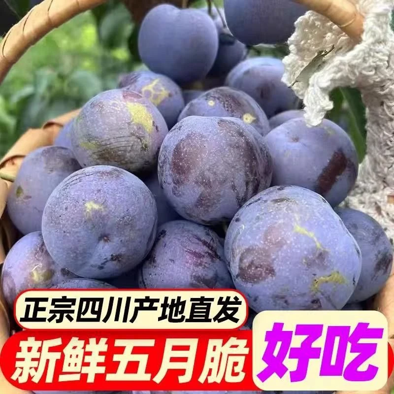 【川渝次日达】现摘现发四川眉山五月脆凤凰李果园直发又脆又甜又大5斤李子同城送四川省