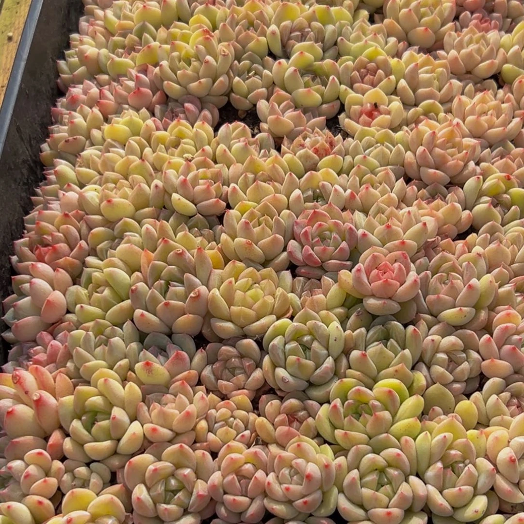 890多肉葡萄的味道真的是