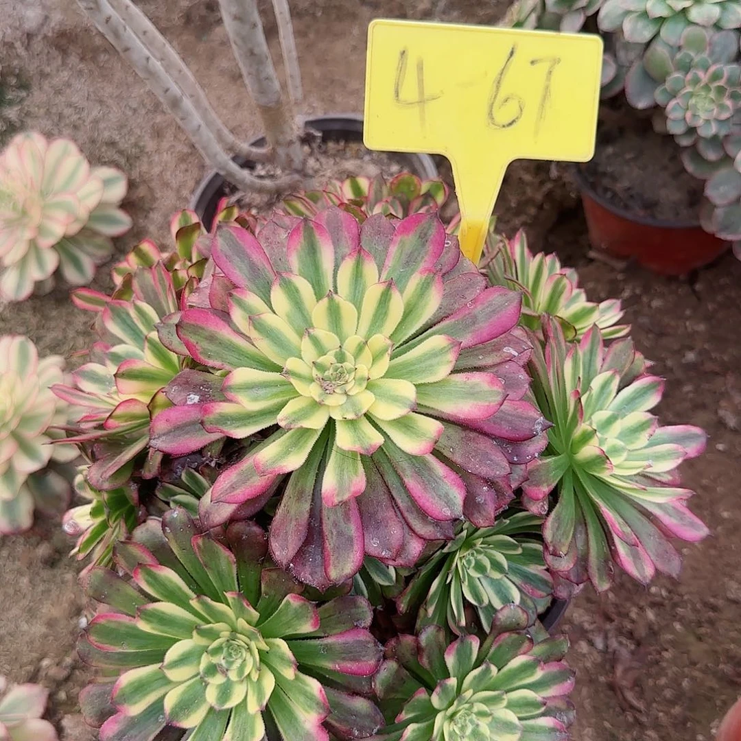 4-67---多头多肉植物