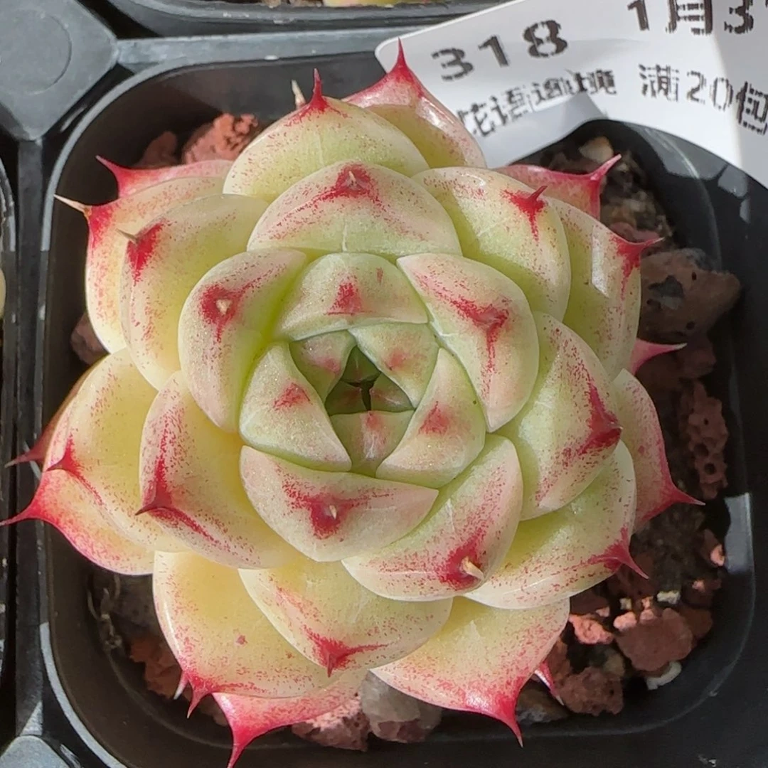 花语逸镜0131-318