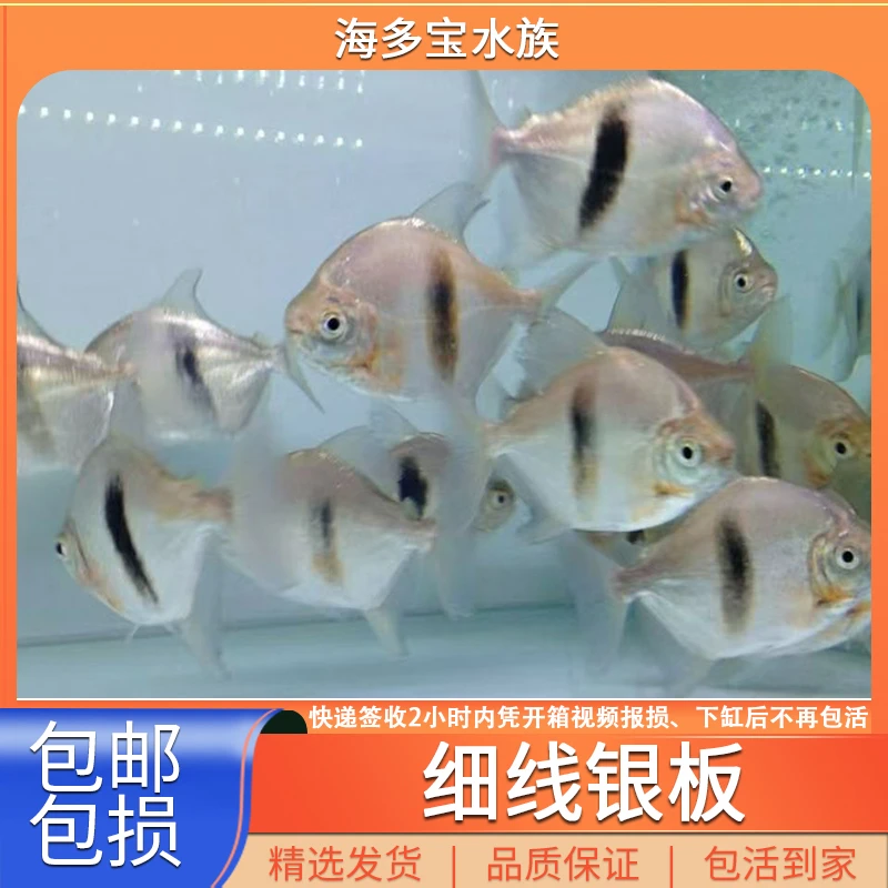 细线银板鱼热带淡水观赏鱼粗线黑桃A群配鱼活体水族宠物