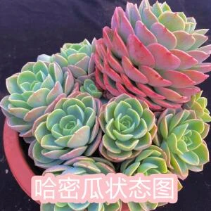 零花钱多肉    地栽哈密瓜  基地  多肉植物