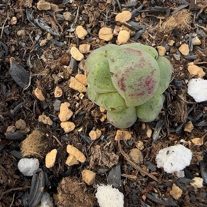 896绿豆糕绿豆糕福利