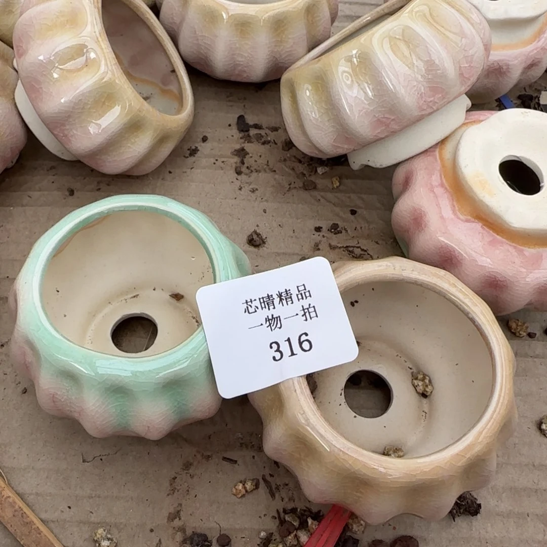 闪购精品多肉316号