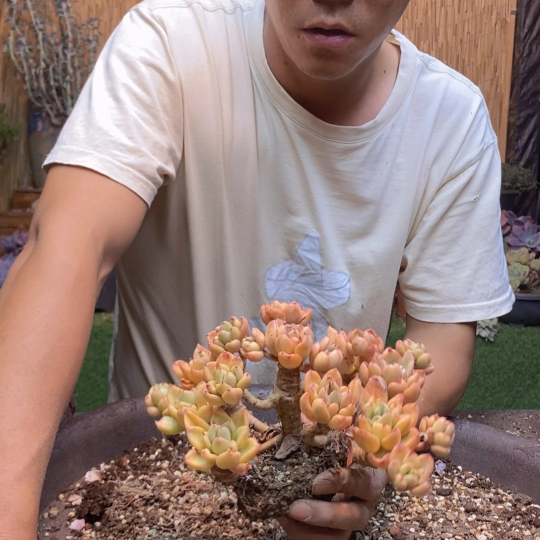 小**?238号奶油鳄梨