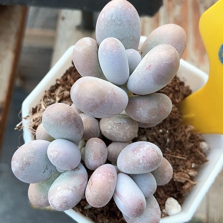 多肉植物蛋黄奶633