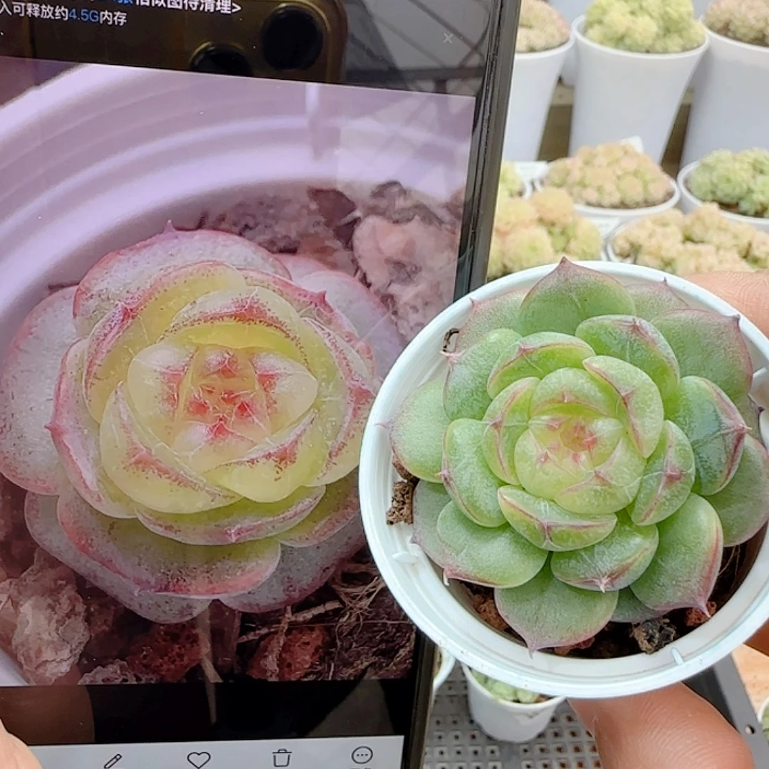 1109-185（海王心）优选