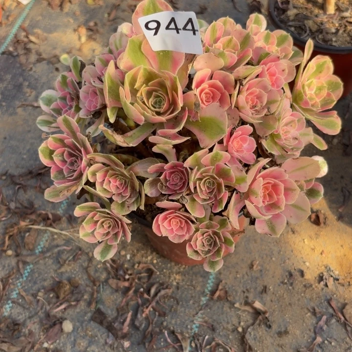 粉女巫多肉植物不包损944