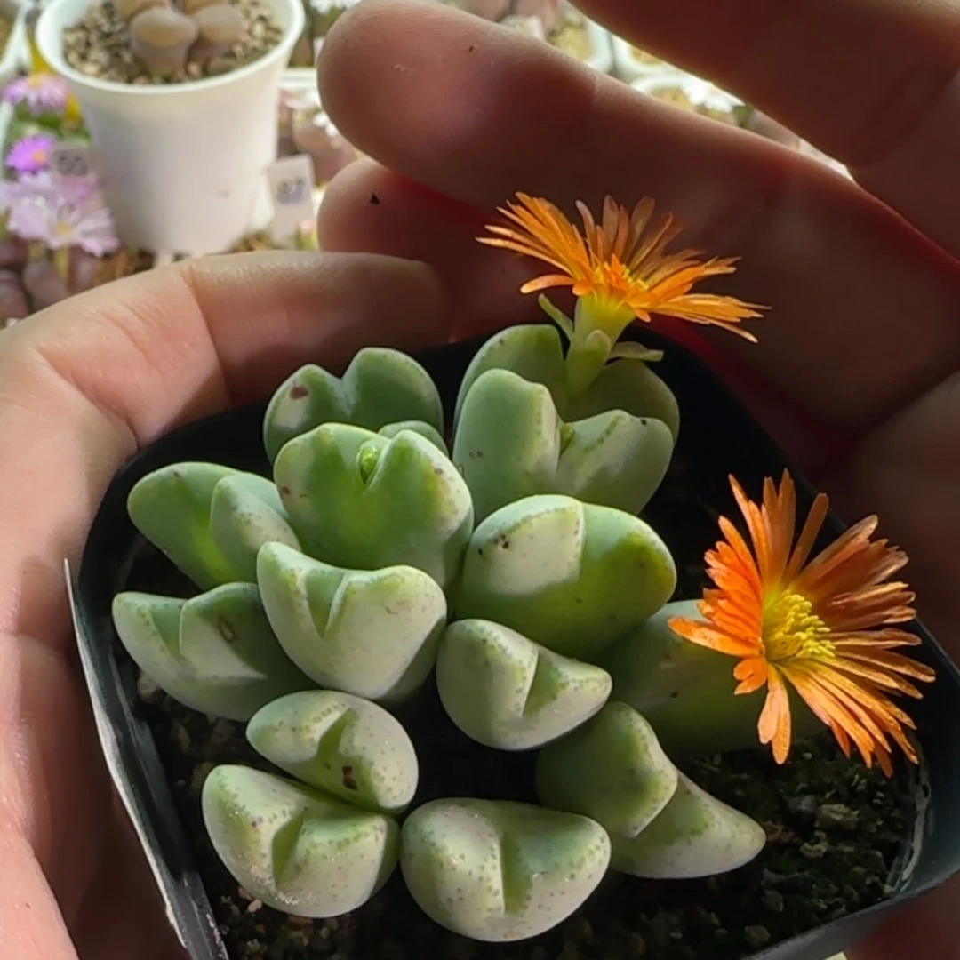 【闪购商品】18858橙花