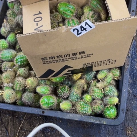 241彩草侧如图东北不拍