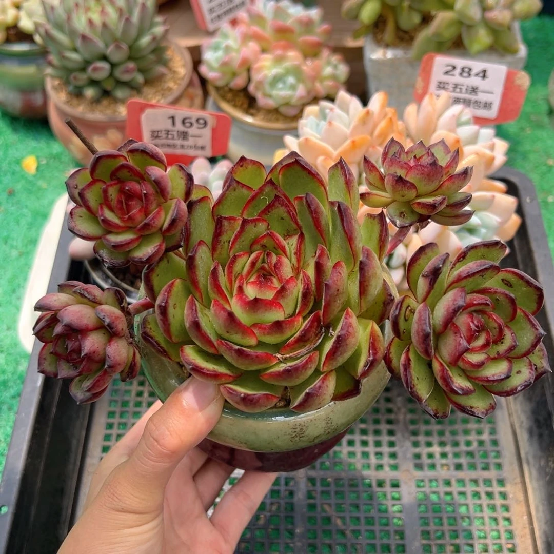 表妹精品多肉植物285.