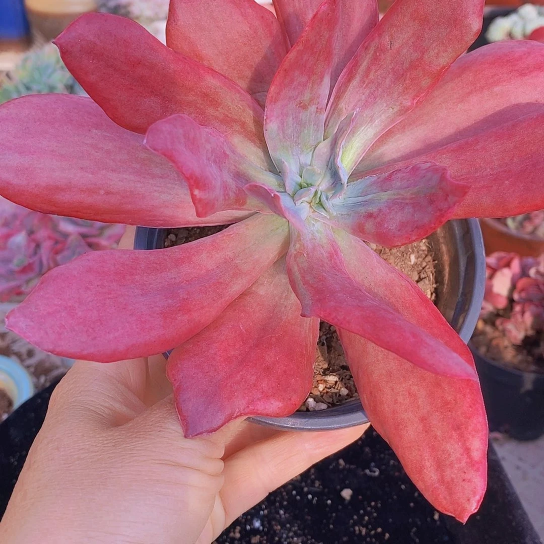 多肉植物非常福利钻石锦