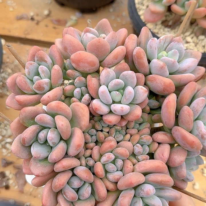 红洛神多肉植物提取