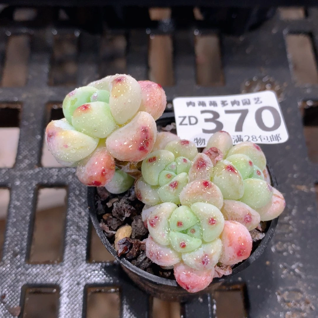 肉萌萌拇指盆精控多肉ZD370