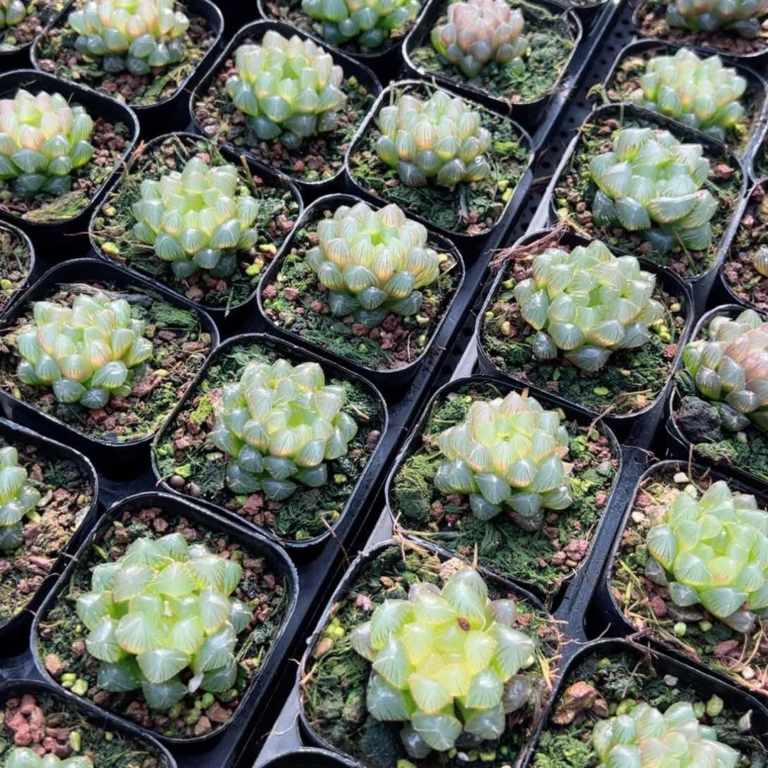 洛神玉露多肉植物一颗