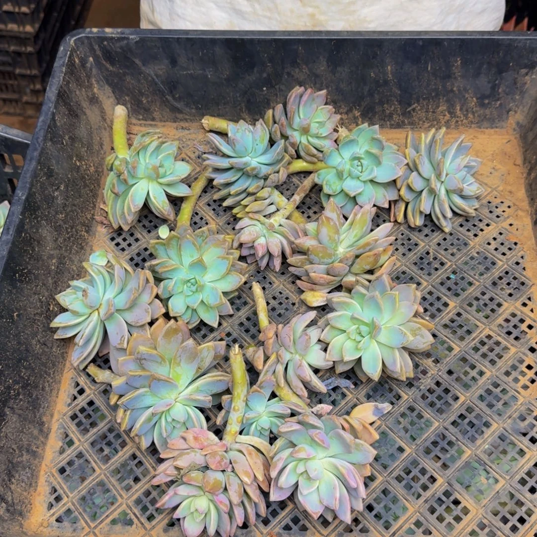 淡雪砍头苗 15个 不包损