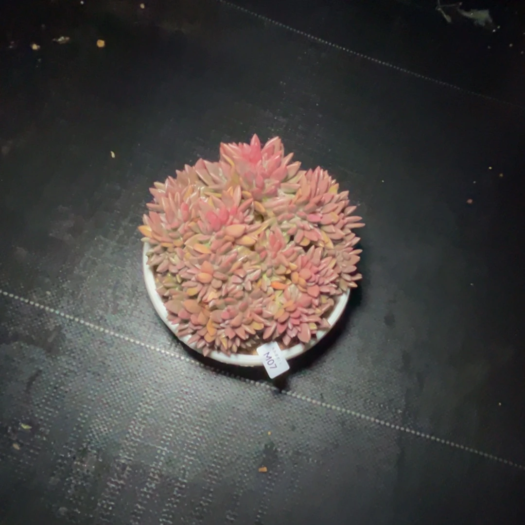 m7桃花源缀化呀呀呀呀