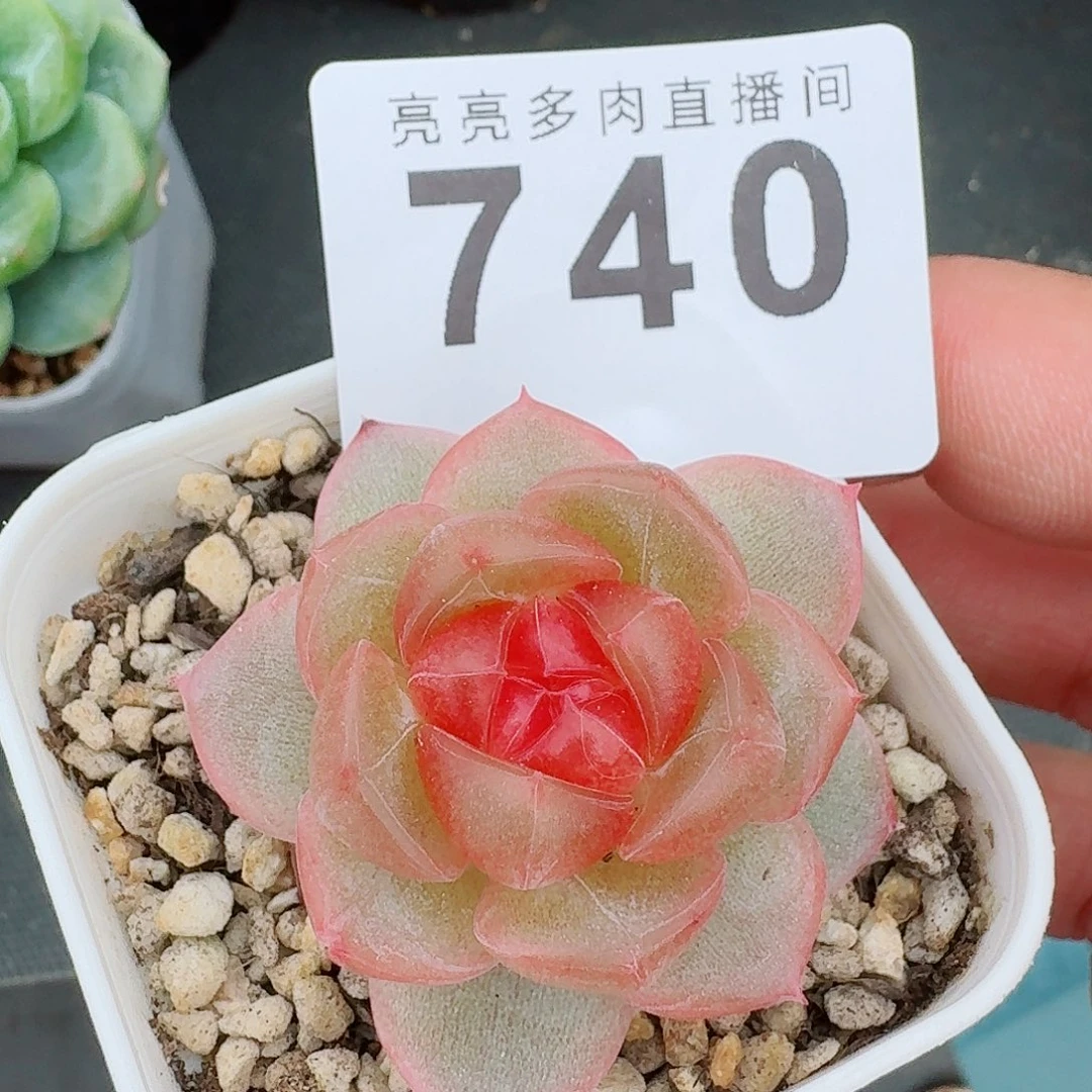 追月珍妮            精美多肉植物