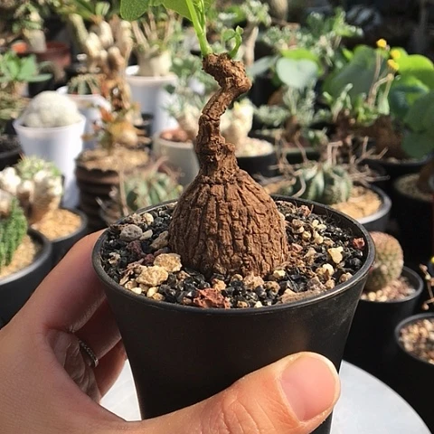 龙甲龟 荔枝龟 一物一拍