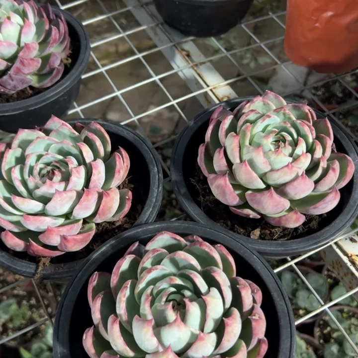 新疆包邮 惊鸿仙子