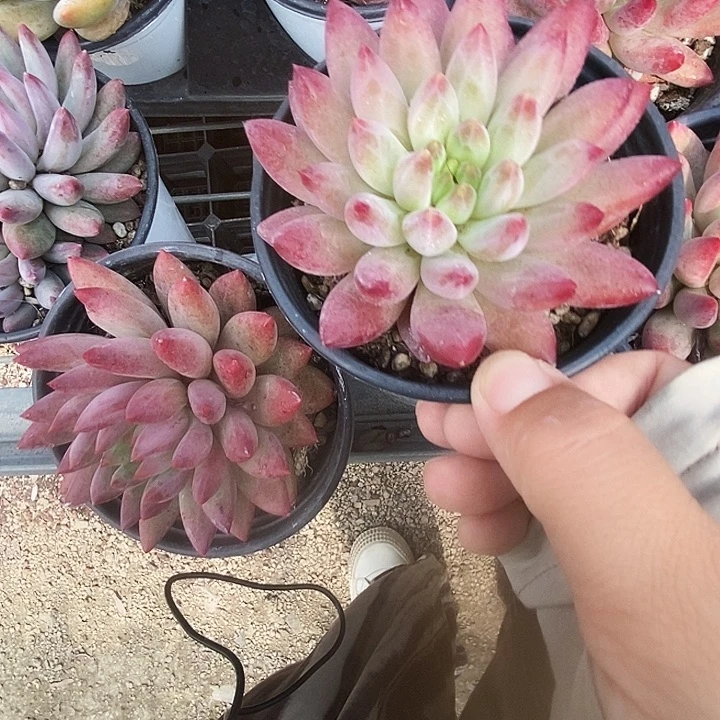 虞美人46789“k l l n m m