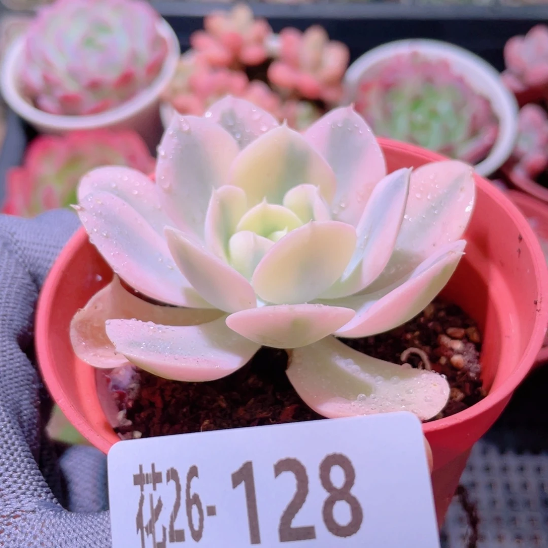 花利美26-128鲁氏锦