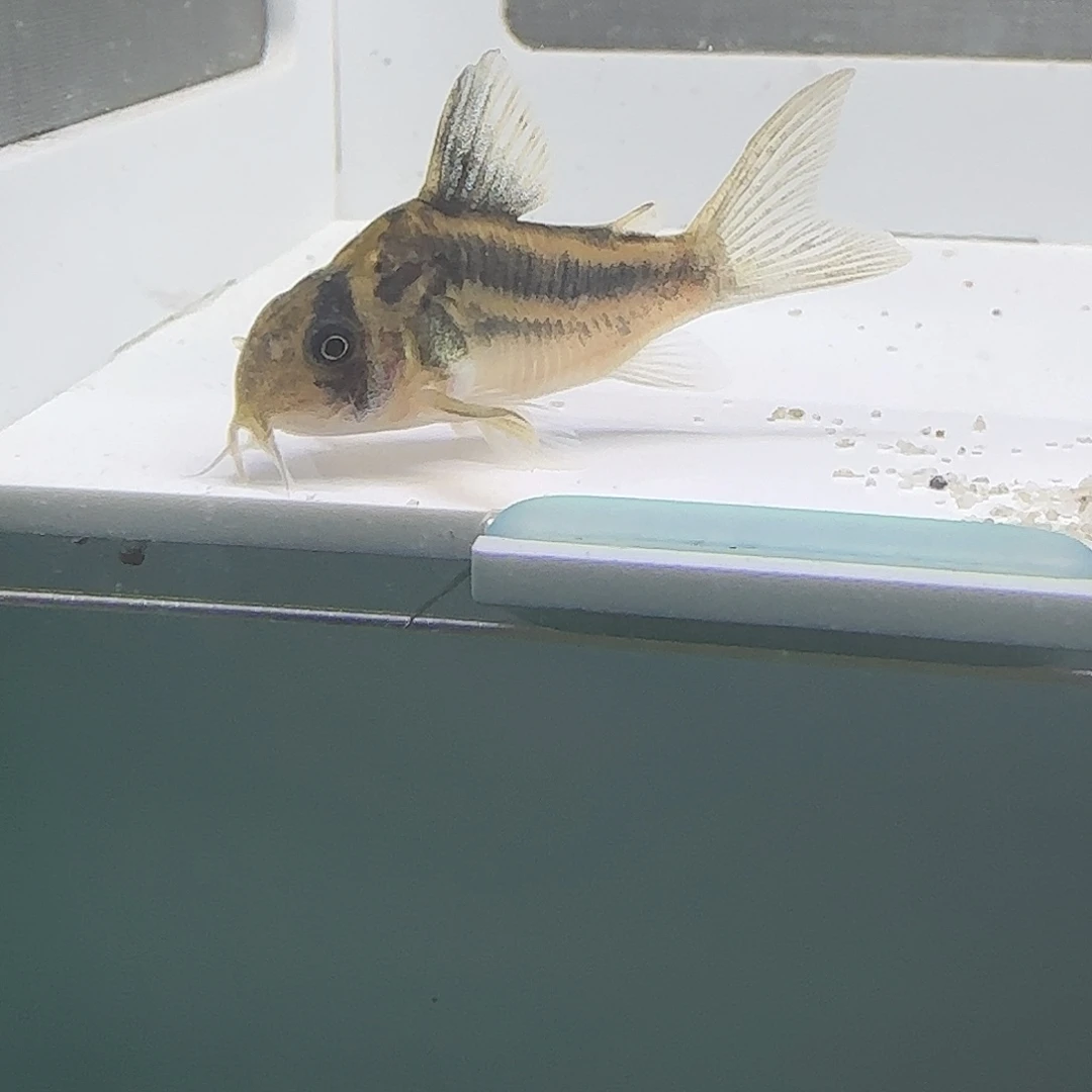 鼠鱼巧克力莺歌二线鼠