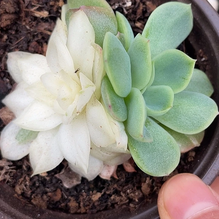 蝴蝶仙子哈哈哈哈哈哈哈