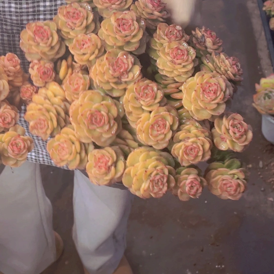 黄金蜡牡丹一单包邮