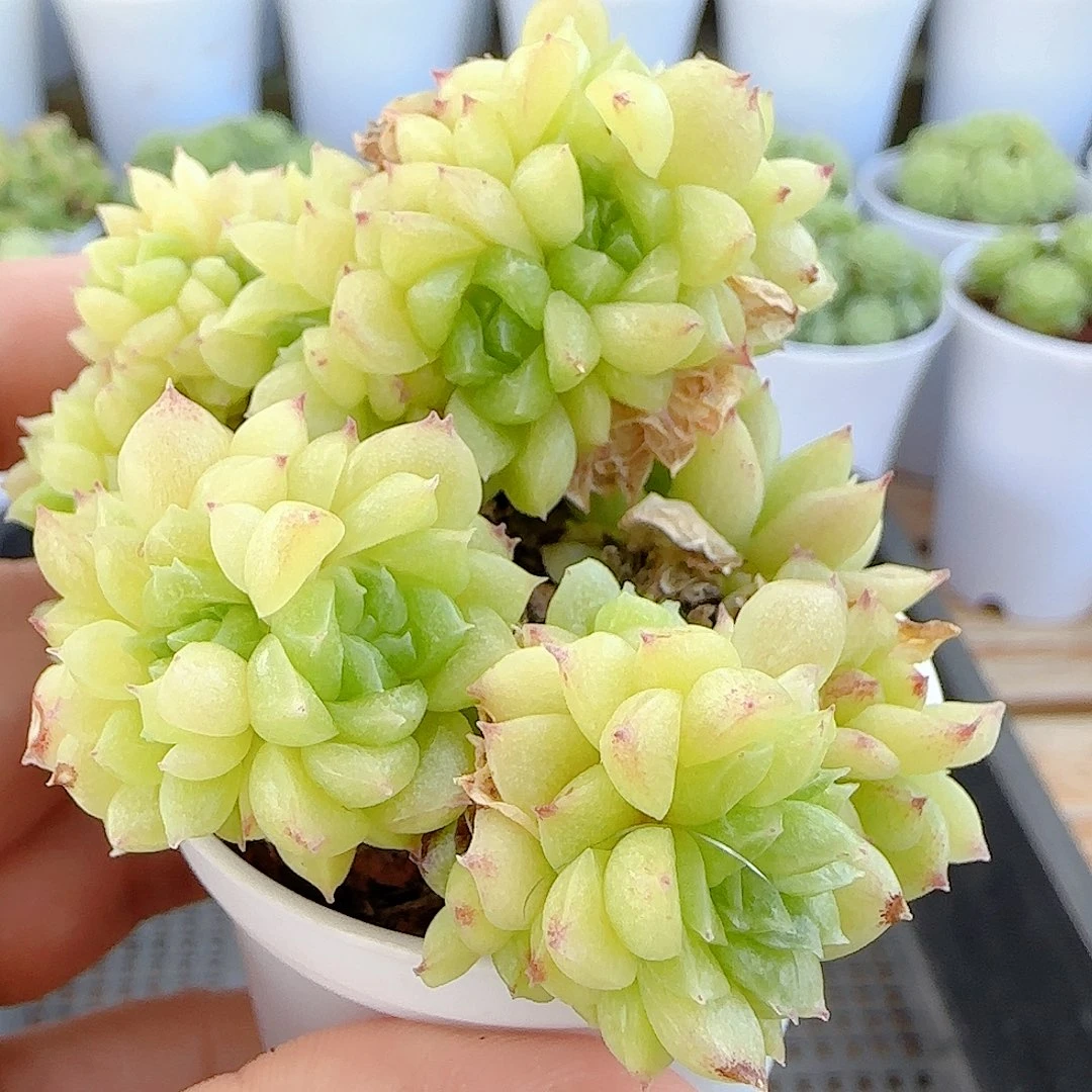 【闪购商品】0805-4油透麦杆