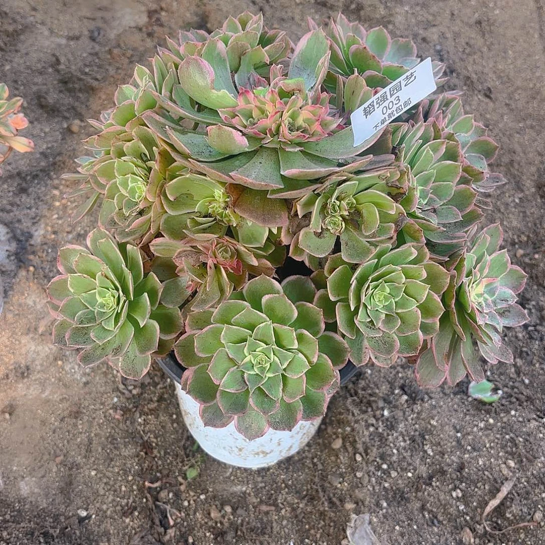 孔雀翎多肉植物无主头3
