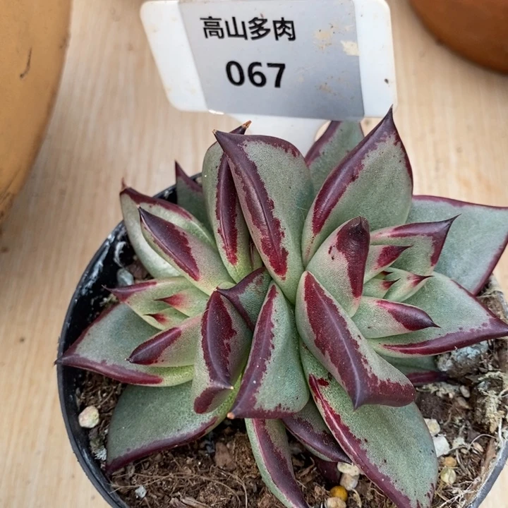 D067- 直播福利 乌木双头