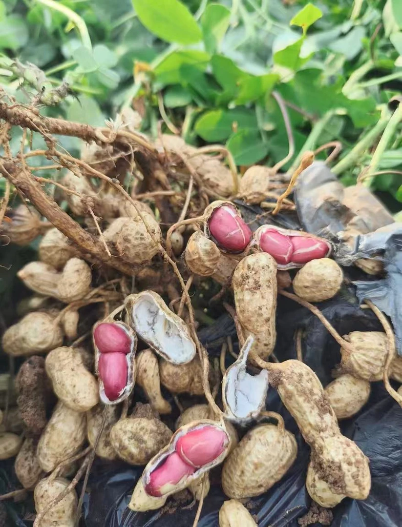 【贵州红皮花生】新鲜现挖带壳红皮湿花生农家自种可水煮可生吃