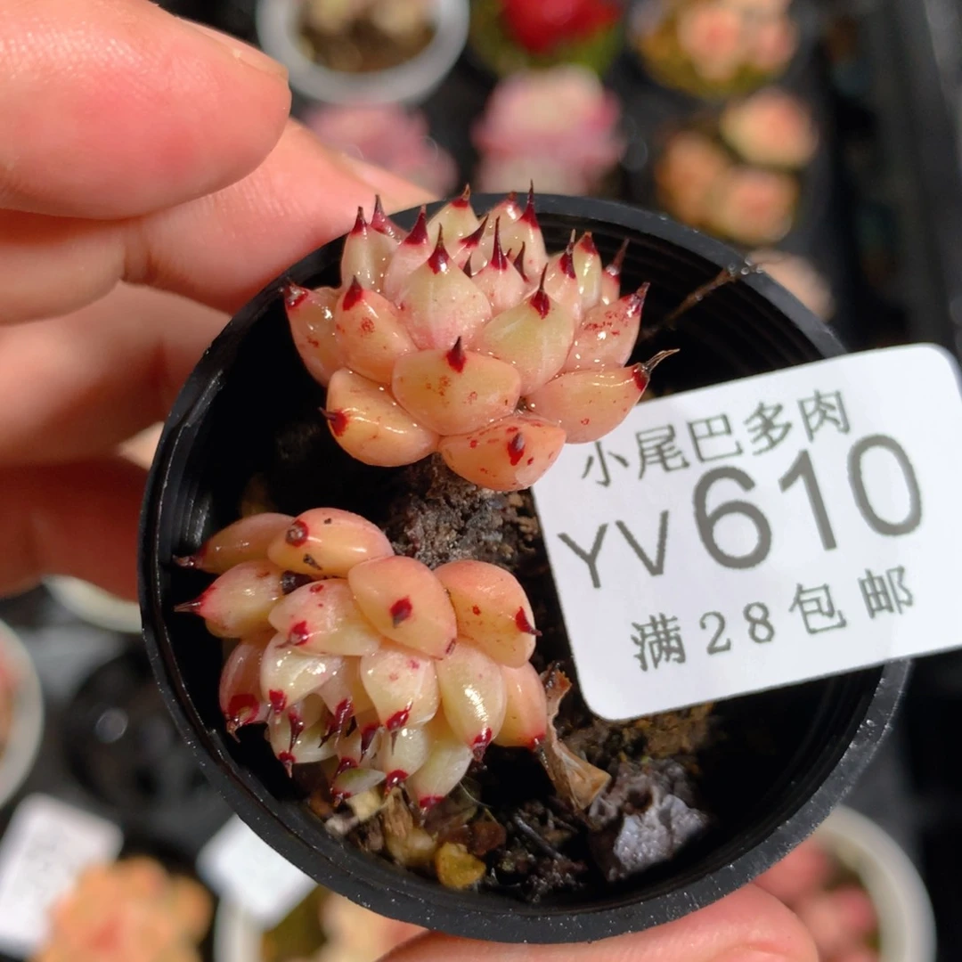 5CM拇指盆精控多肉YV610
