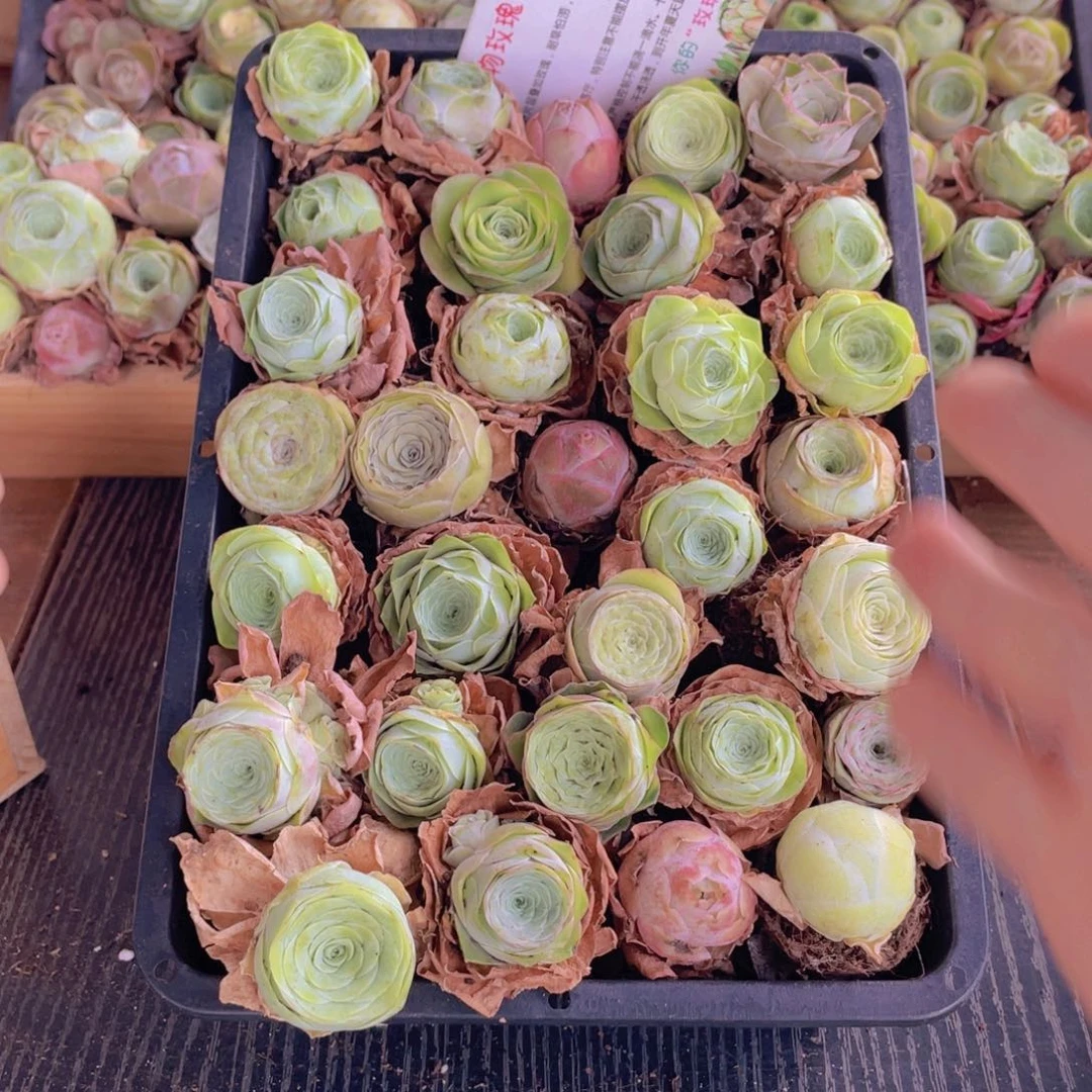 保底三十二量拍888888