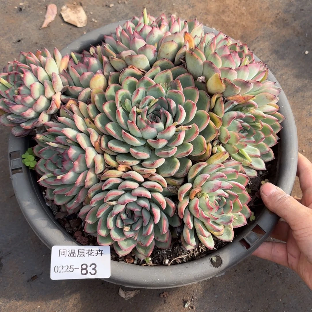 远***念同温层多肉荷花200