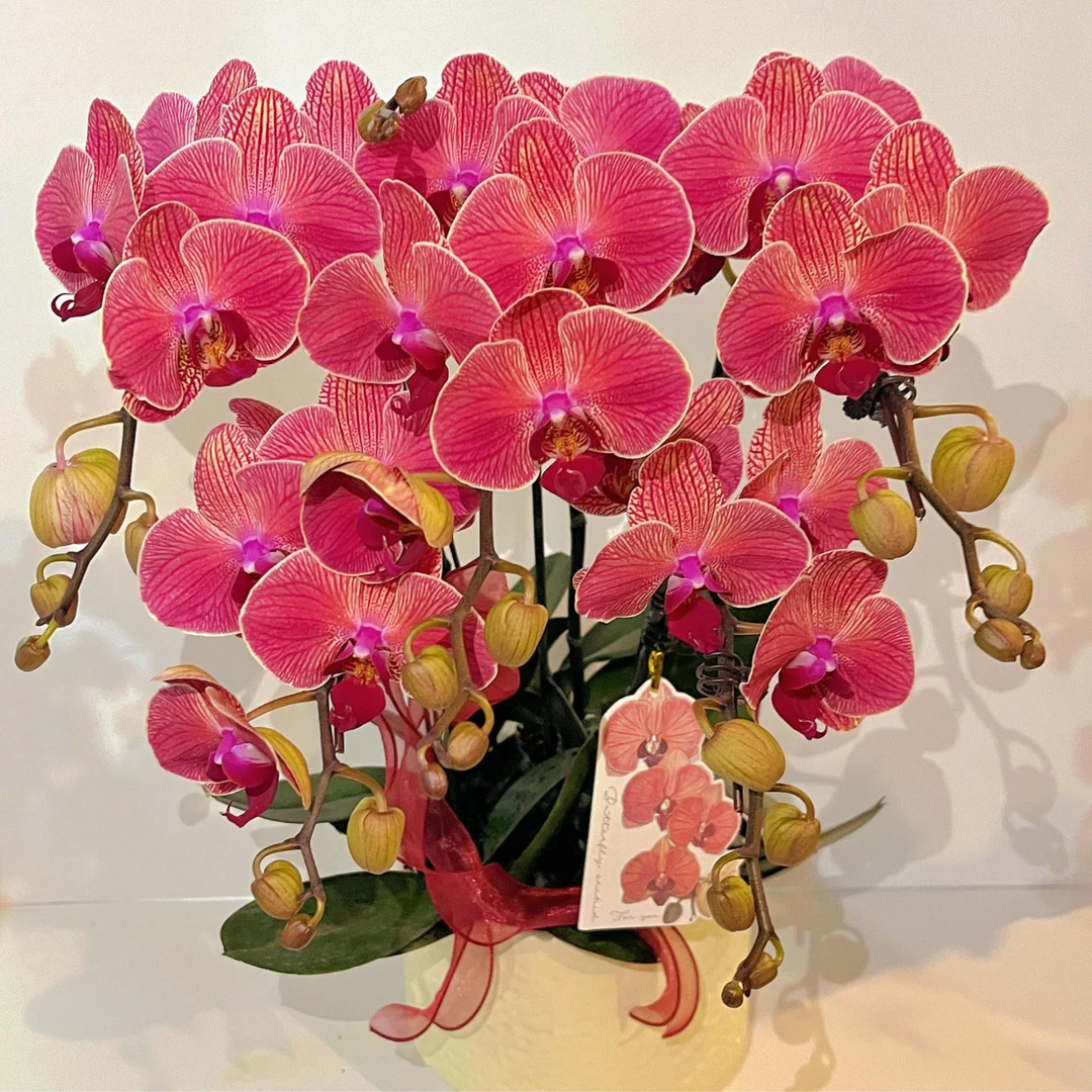 蝴蝶兰《聚宝橘子》新手推荐 好养耐养带花 基地直发 送礼乔迁