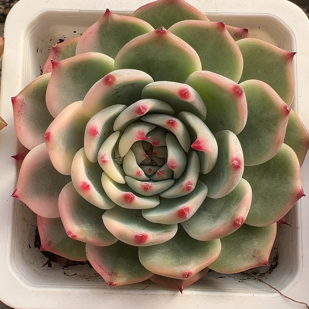 满38包邮花脸吉娃娃