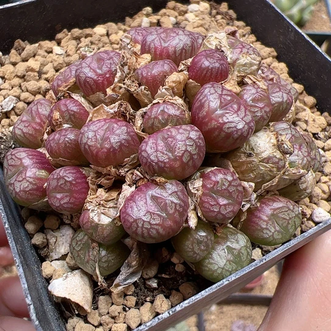 【闪购商品】24 送奶杂