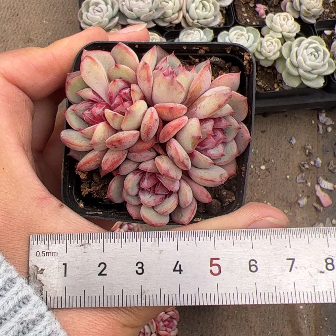 婷*709 多肉植物组合盆栽