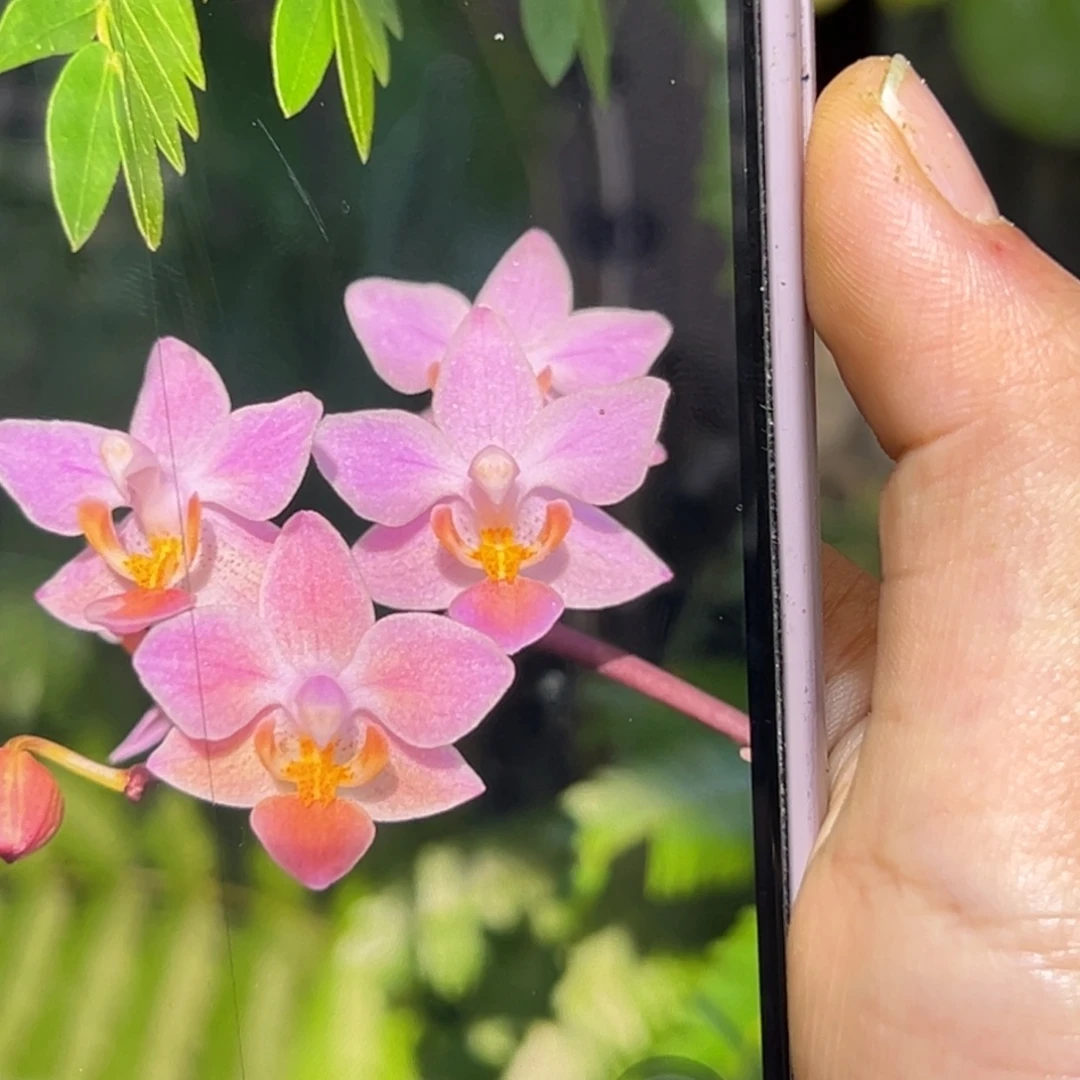 无花朵松野eq蝴蝶兰