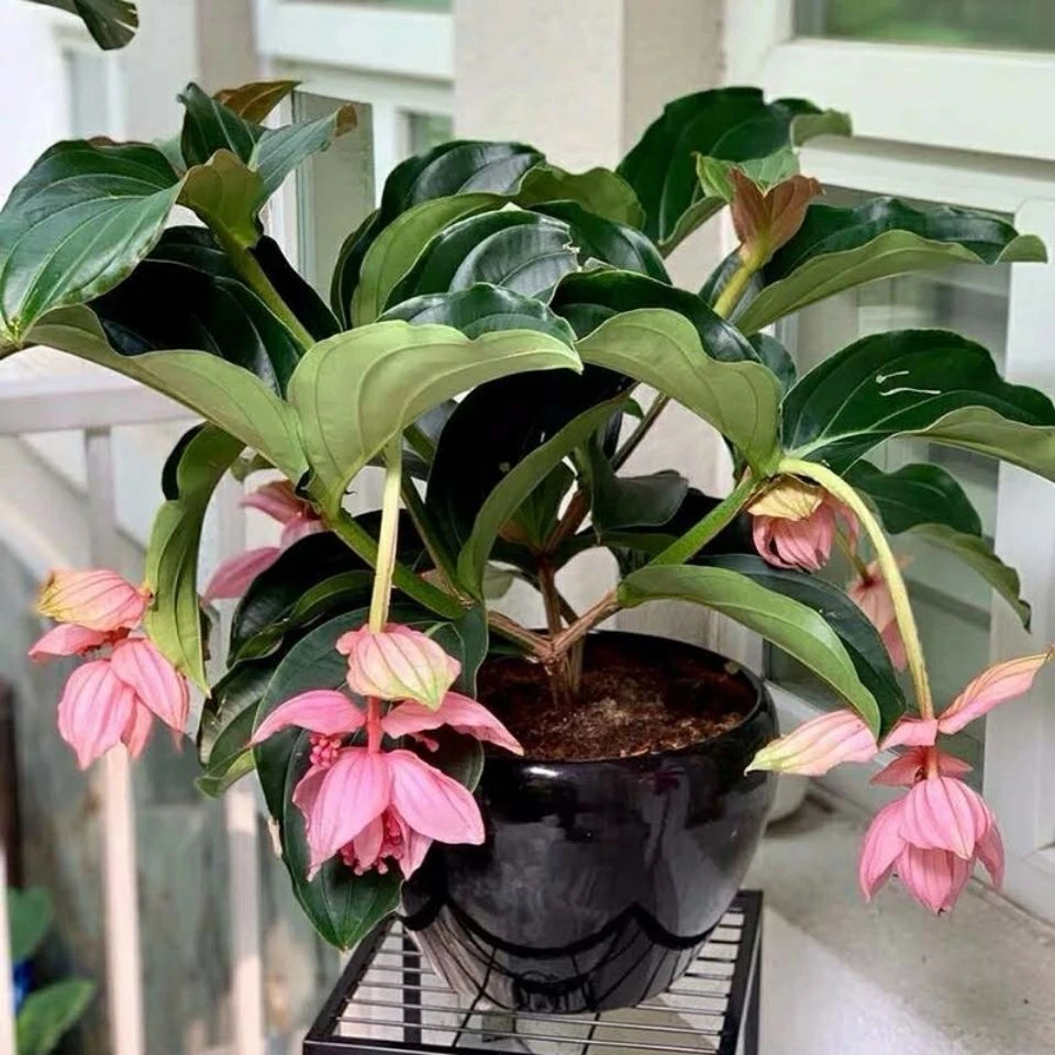 [宝莲灯]爆花机器大气观赏盆栽