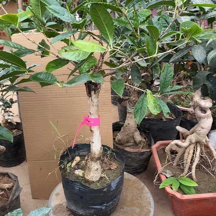 无花朵桂花开始开花了