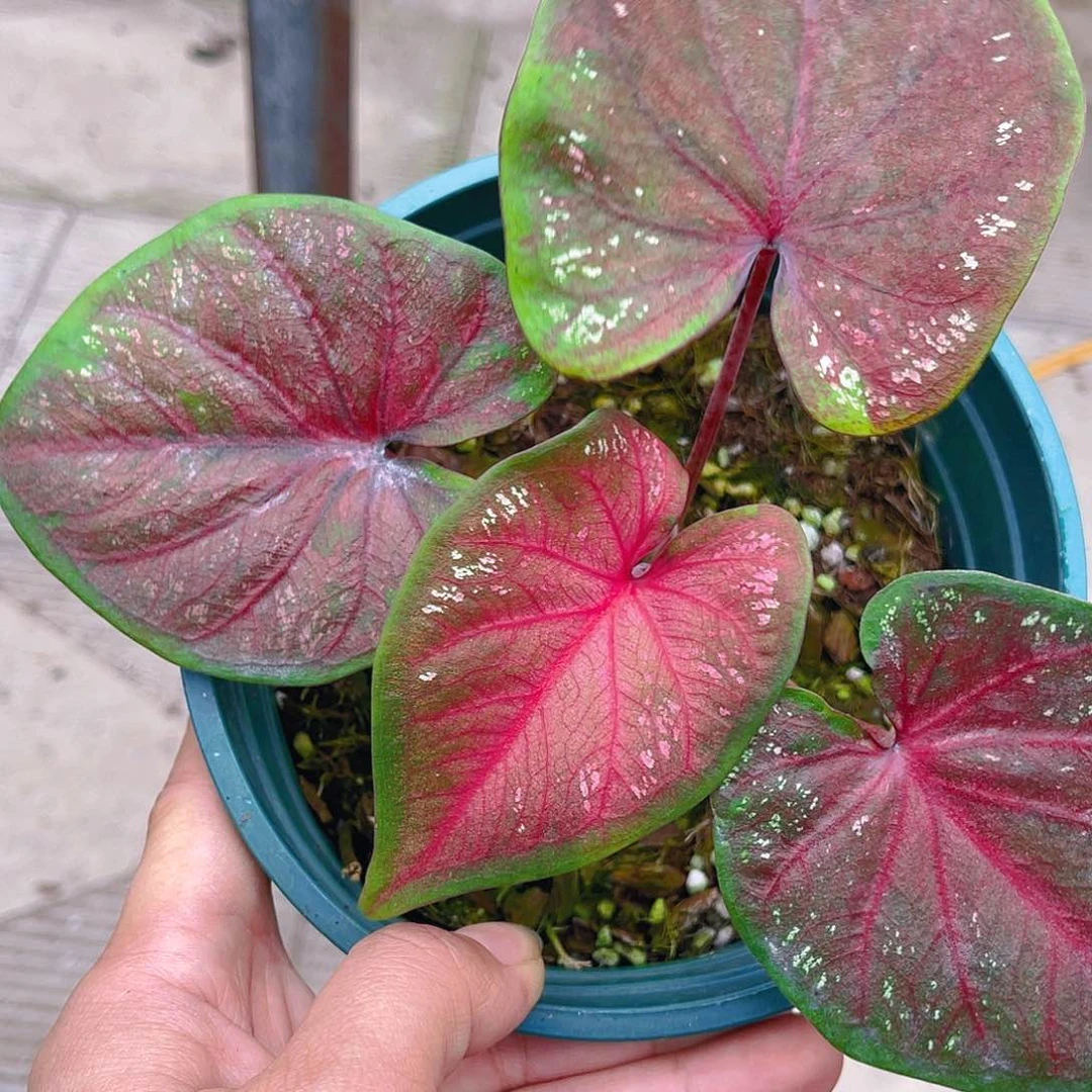 完全开放泰彩一物一拍2877