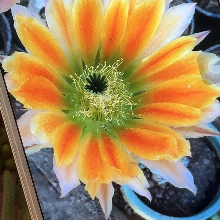 皇冠虾侧芽3公分仙人球20包邮