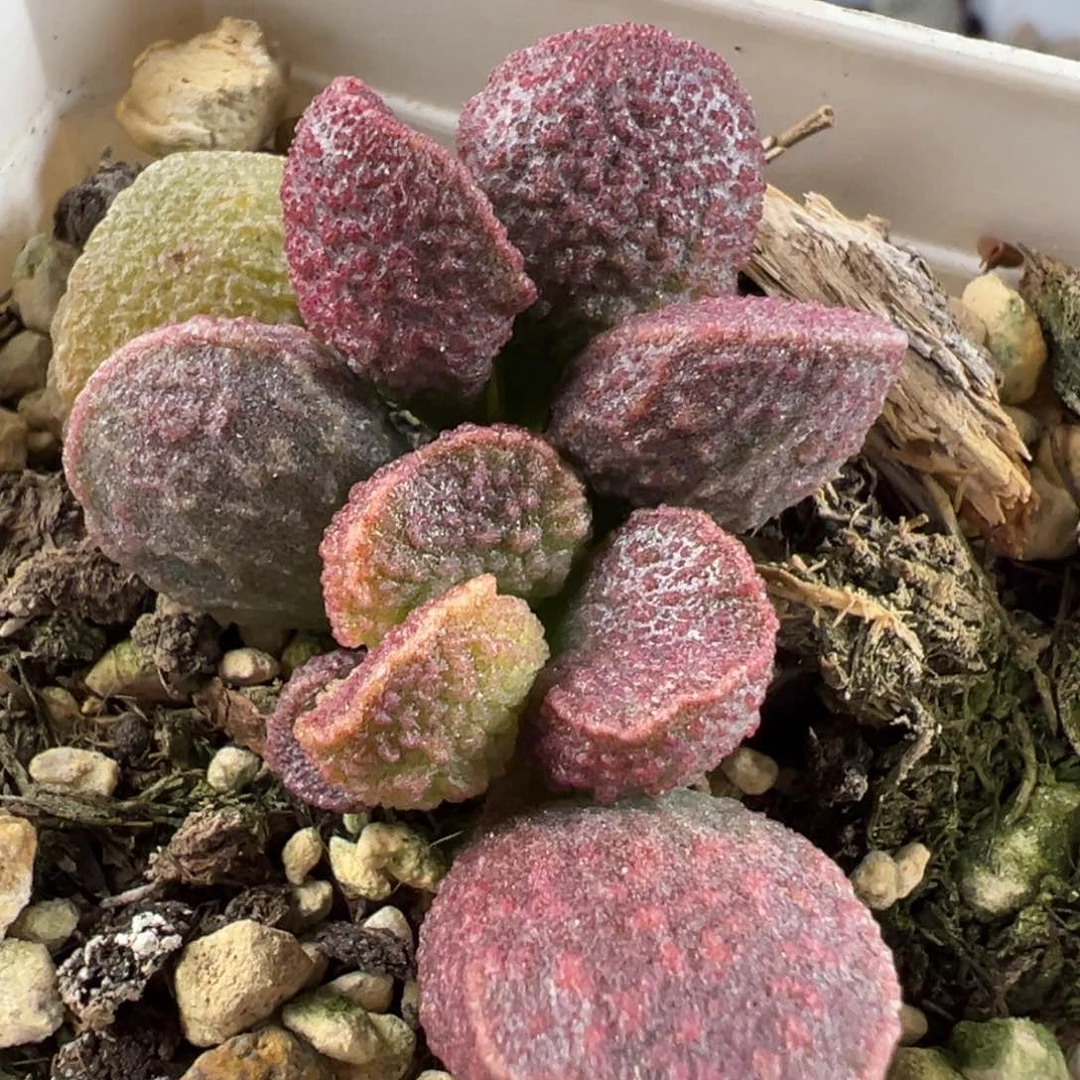 实生底叶苗短圆叶多肉植物水泡