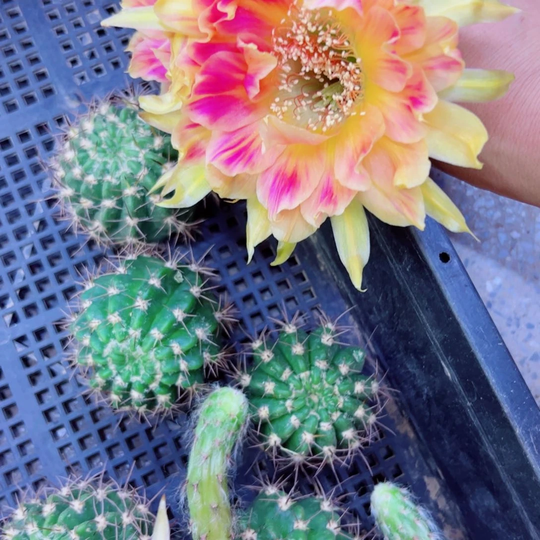 下25丽花阳41 歪无根侧芽3一4公分左右20包邮