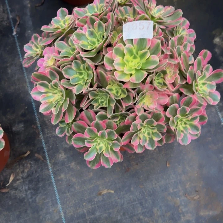 000000000000957七彩石